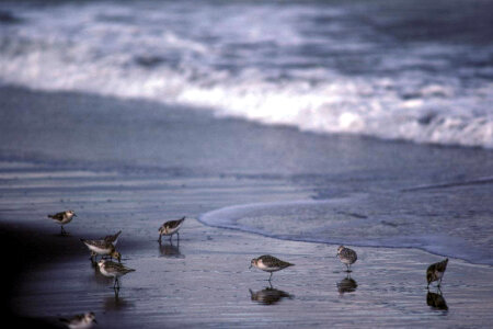 Sanderlings at shoreline photo