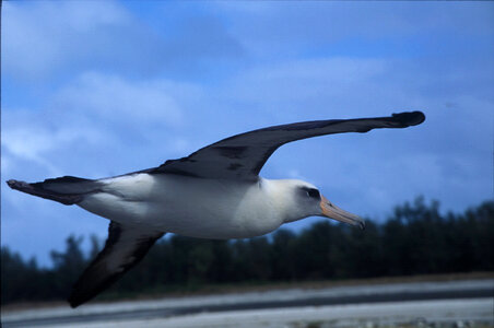 Laysan albatross flying photo