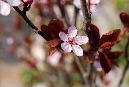 Tree spring sheet