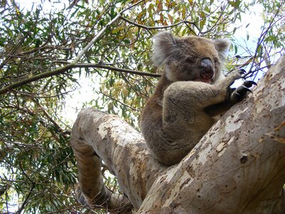 Koala bear lazy eucalyptus tree photo