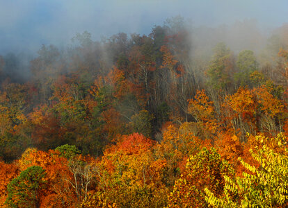 Colored autumn trees and leaves in the fog