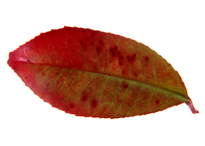 Red Leaf photo