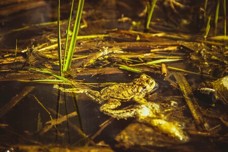 Pond wildlife wet