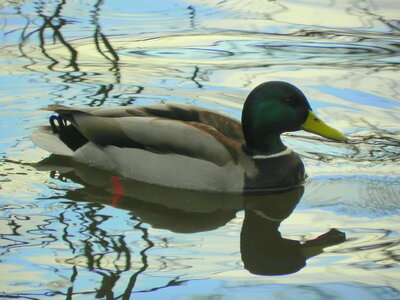 Floating Duck photo
