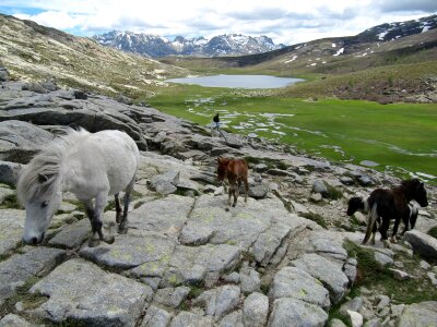 herd of horses is grazed against mountains photo
