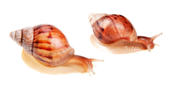 snails photo