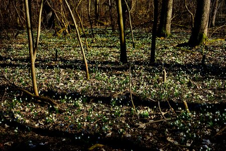Spring flower blossom bloom