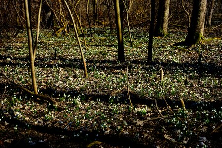 Spring flower blossom bloom photo