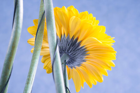 Yellow flower