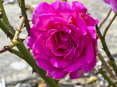 Flower beautiful nature