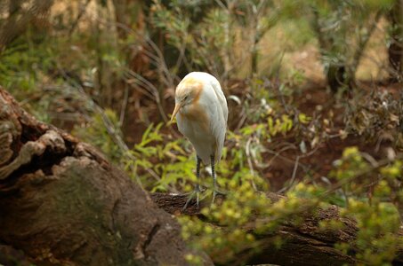 Close-up zoo melbourne photo