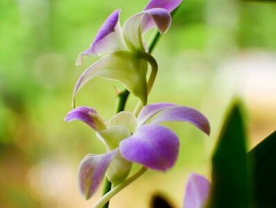 Purple orchid flower phalaenopsis photo