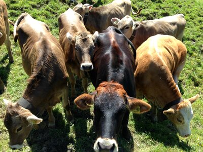 Types livestock animals