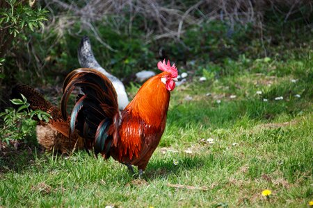 Animal bird bright photo