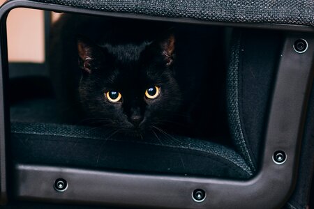 Cat eyes animals