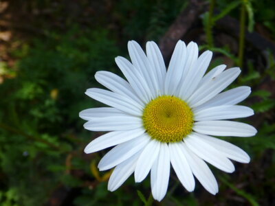Beautiful White Flower