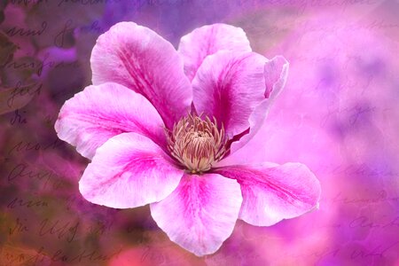 Bloom pink plant