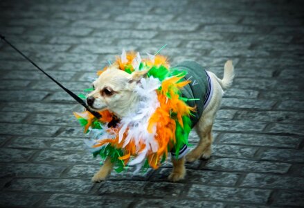 St. Patrick&#039;S Day Madra Free Photo