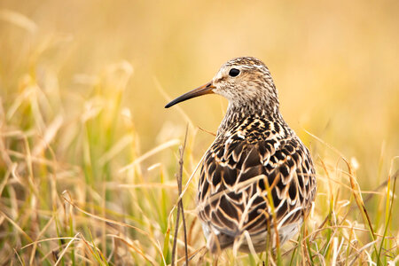 Bird in Arctic National Wildlife Refuge