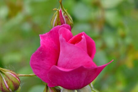 Close-Up pinkish roses photo