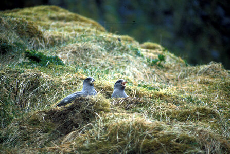 Northern fulmar nesting