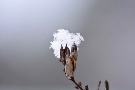 Animal bird depth photo