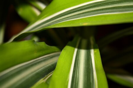 Tropicale green massangeana