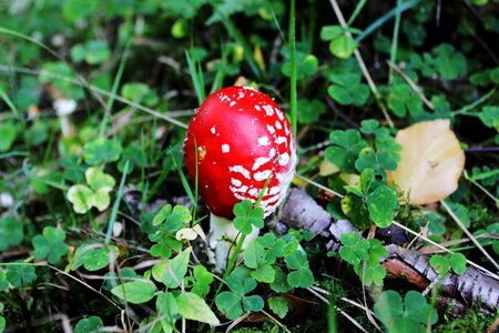Autumn toxic red mushroom photo