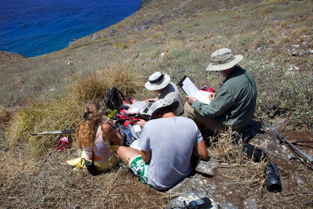 Nihoa Millerbird Translocation-3