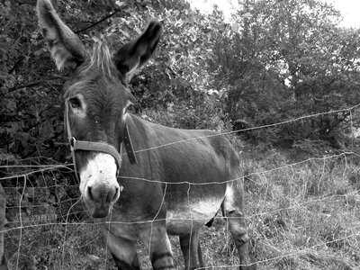 Farm têtu black and white