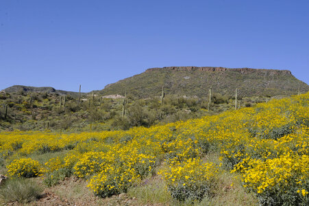 Sonoran Desert at the Cabeza Prieta National Wildlife Refuge Scenic with Vegetation photo