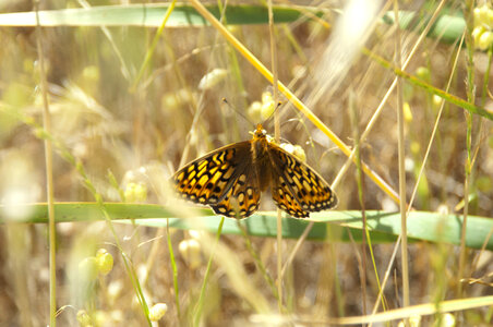 Callippe Silverspot butterfly