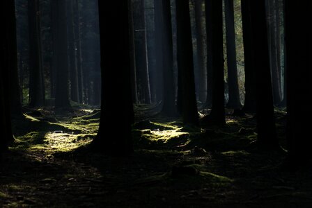 Landscape rest deciduous forest
