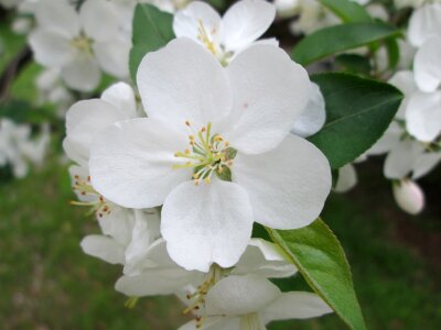 White garden plant