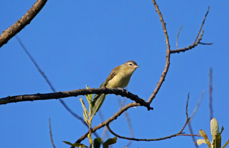 Warbling Vireo