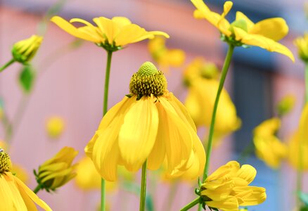 Blossom yellow color