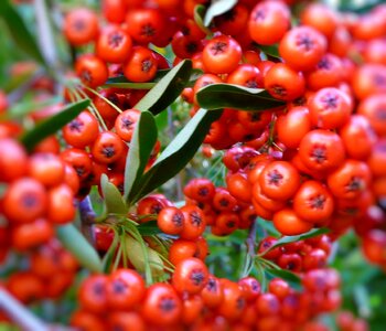 Berries plant 