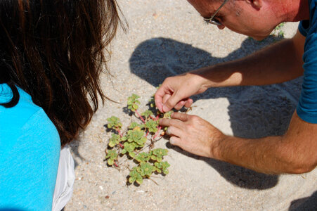 Seabeach Amaranth-1