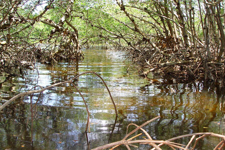 Ding Darling National Wildlife Refuge