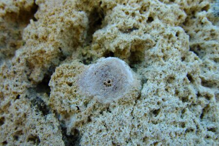Fossil limestone root