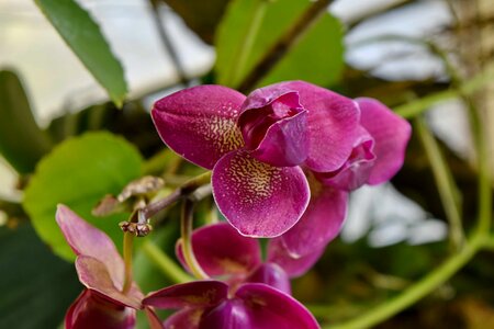 Purple blossom bloom