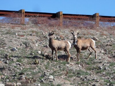 Brown horns standing