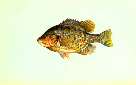 Fish Lepomis macrochirus reader