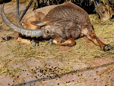 Goat horn livestock photo