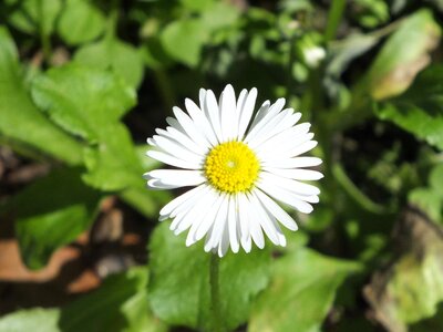 Daisies nature spring photo