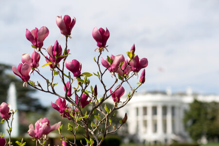 Spring at the White House