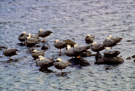 Emperor geese 