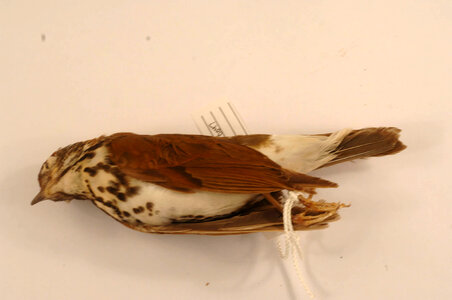 Hylocichla mustelina-1