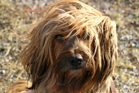 Pet animal dog
