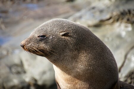 New zealand coast marine life